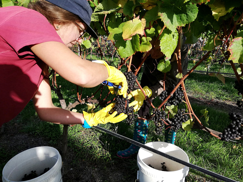 A vineyard worker picking beautifully ripe Pinot Noir grapes.  She is wearing yellow rubber gloves, a pink t-shirt and a blue hat.  On the ground there are two white picking buckets. 