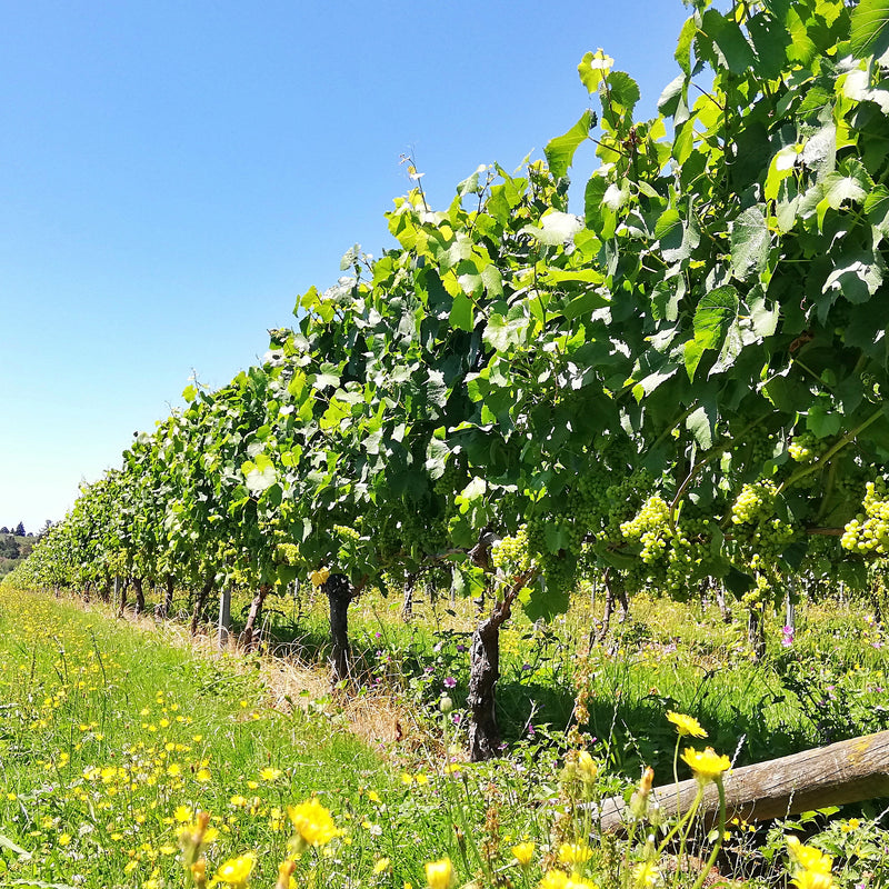 Sauvignon Blanc vineyard in summer.  The canopy is vibrant green and you can see large bunches of grapes on the vines.  In the foreground there is lush green grass with lots of yellow flowers.  The sky is bright blue. 