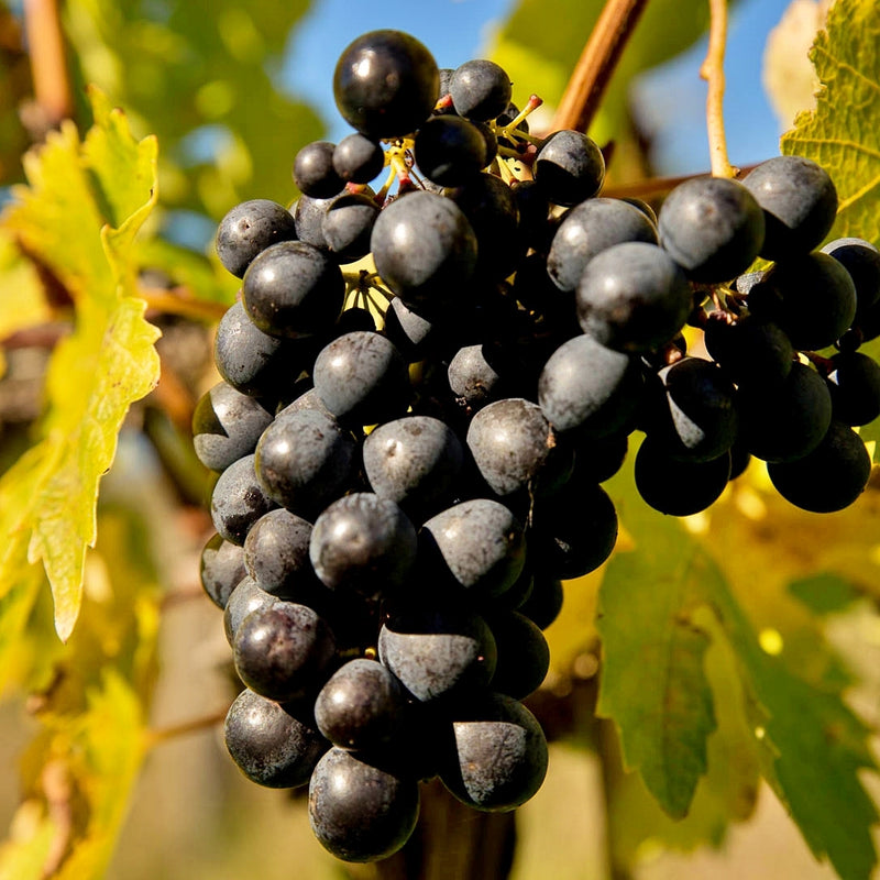 A large bunch of dark Montepulciano grapes with bright yellow leaves in the background