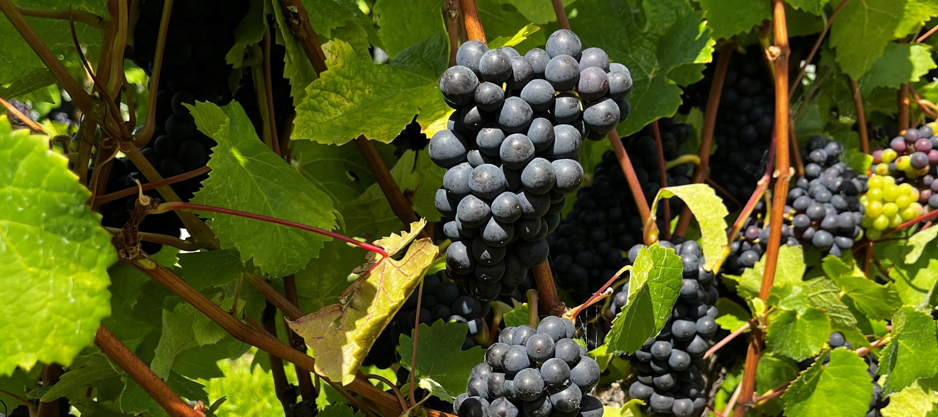 Celebrating a wonderful harvest 