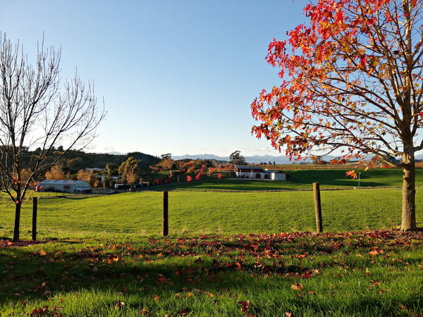 A green paddock with the winery in the background.  On the right side is a tree with bright red autumn leaves.  The sky is blue.