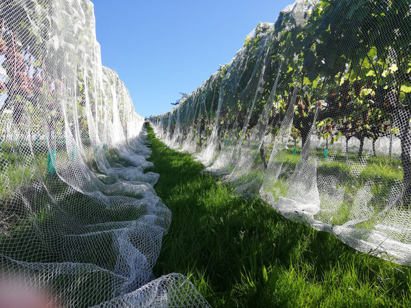 Rows of grapevines covered with white bird netting.  Under the nets you can see the ripening grapes.  A green strip of grass is visible between the two rows.  Above the vineyard the sky is blue and cloudless. 