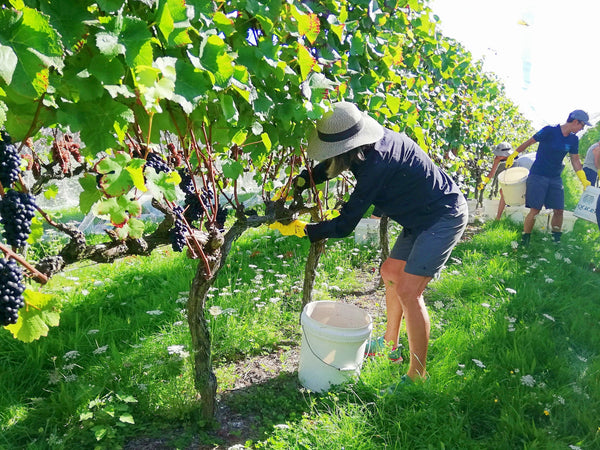 A woman hand-picking pinot noir grapes.  She is wearing grey shorts, a blue top and a straw hat.  In front of her is a white picking bucket.  The grape leaves are green and so is the luscious grass. 