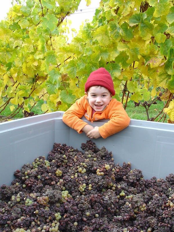 Thomas Schwarzenbach harvesting Blackenbrook botrytised Riesling