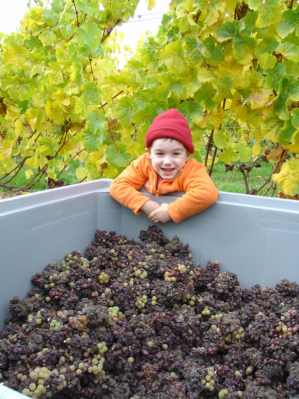 Thomas with our botrytised Riesling grapes