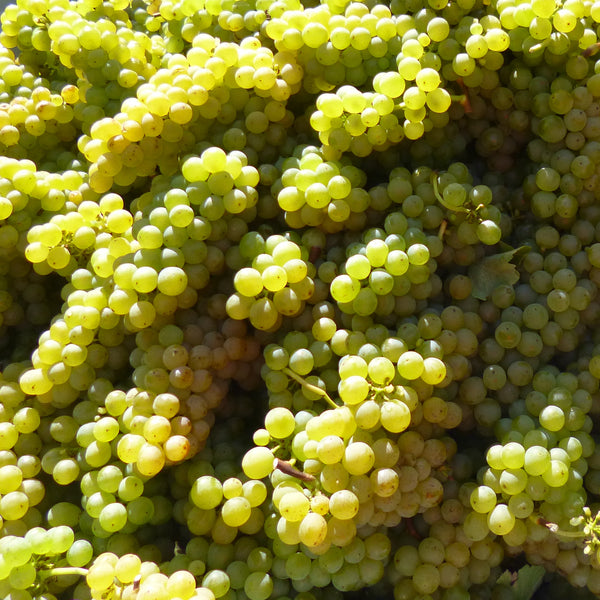 Vibrant green Sauvignon Blanc grapes at Blackenbrook Vineyard