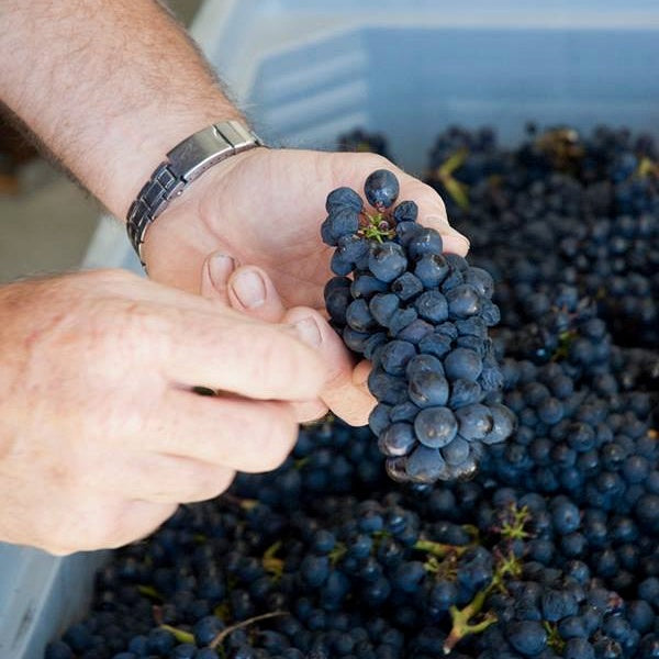 Winemaker Daniel Schwarzenbach holding a perfectly ripe bunch of Pinot Noir grapes.  Only his two hands cradling the grapes are visible.  In the background there is a grey picking bin full off juicy, dark blue Pinot Noir grapes. 