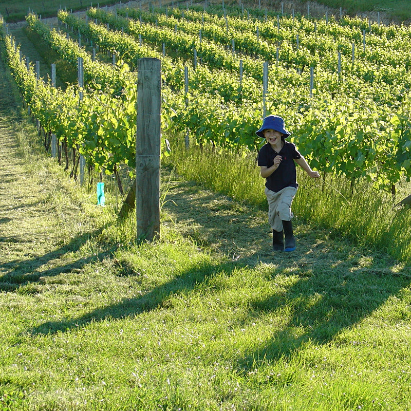 6 year old Thomas Schwarzenbach is running down the rows of the Pinot Gris vineyard in early summer. 