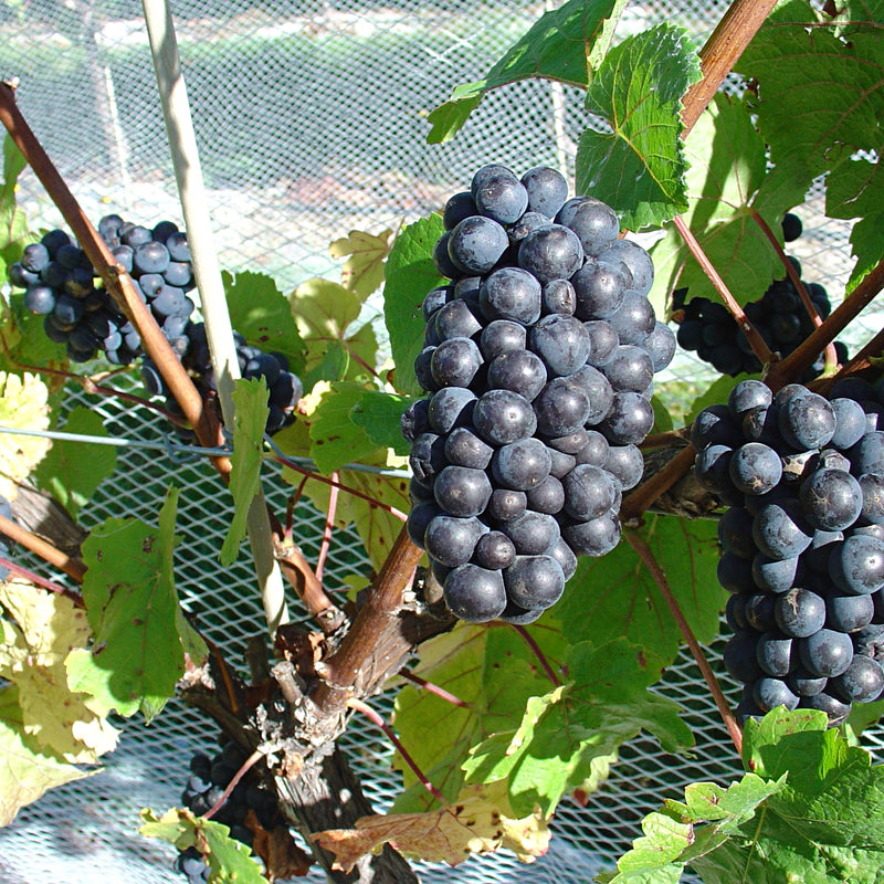 Two bunches of dark blue Pinot Noir grapes.  In the background you can see some wooden canes and leaves. 