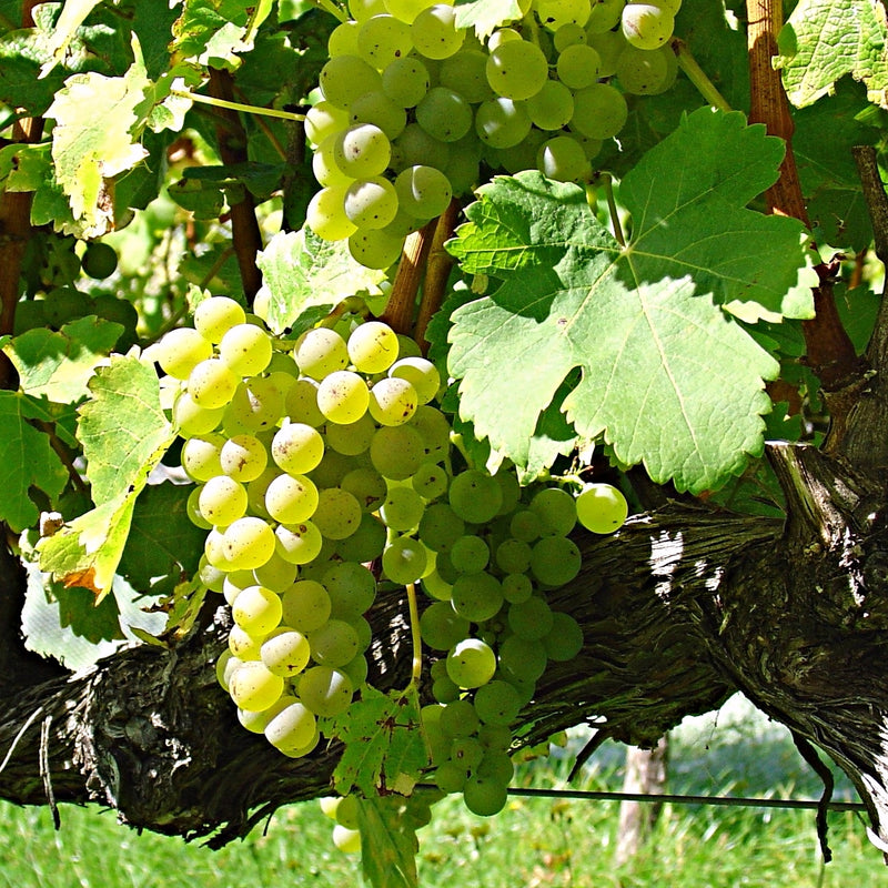 A vibrant green bunch of Sauvignon blanc grapes surrounded by green leaves.