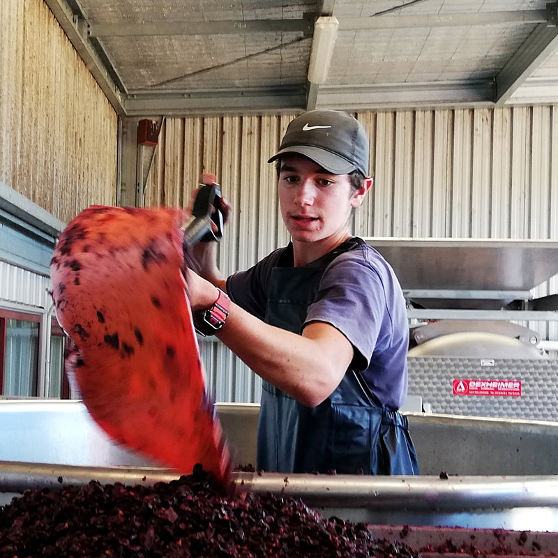 Thomas Schwarzenbach holding a bright orange shovel at the grape receival area of the winery.  He is shoveling Pinot Noir grapes out of a stainless steel vat.  In the background is the press in front of grey coloursteel walls.