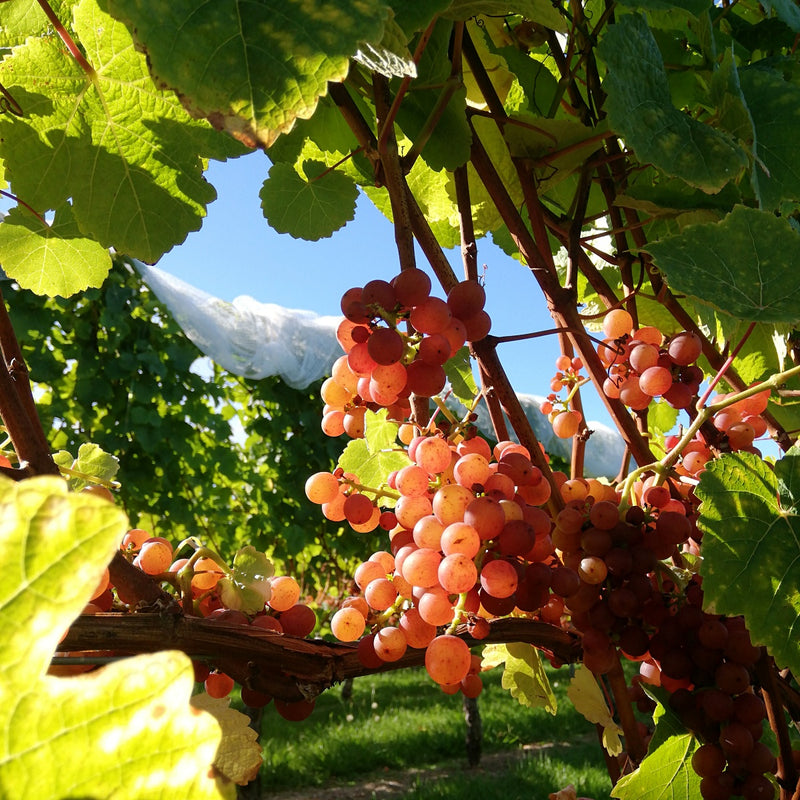 Ripe bunches of Gewurztraminer grapes at harvest time. The grapes are pink and glow in the warm sun light.  Around the grapes there are green leaves and in the background there is the next row of vines with bird netting draped over the top and blue sky.
