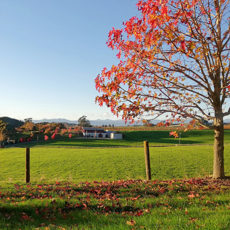 The Blackenbrook winery is in the distance.  At the front there is a green paddock and a tree with red autumn leaves.  In the background are the Richmond Ranges and a dark blue sky.