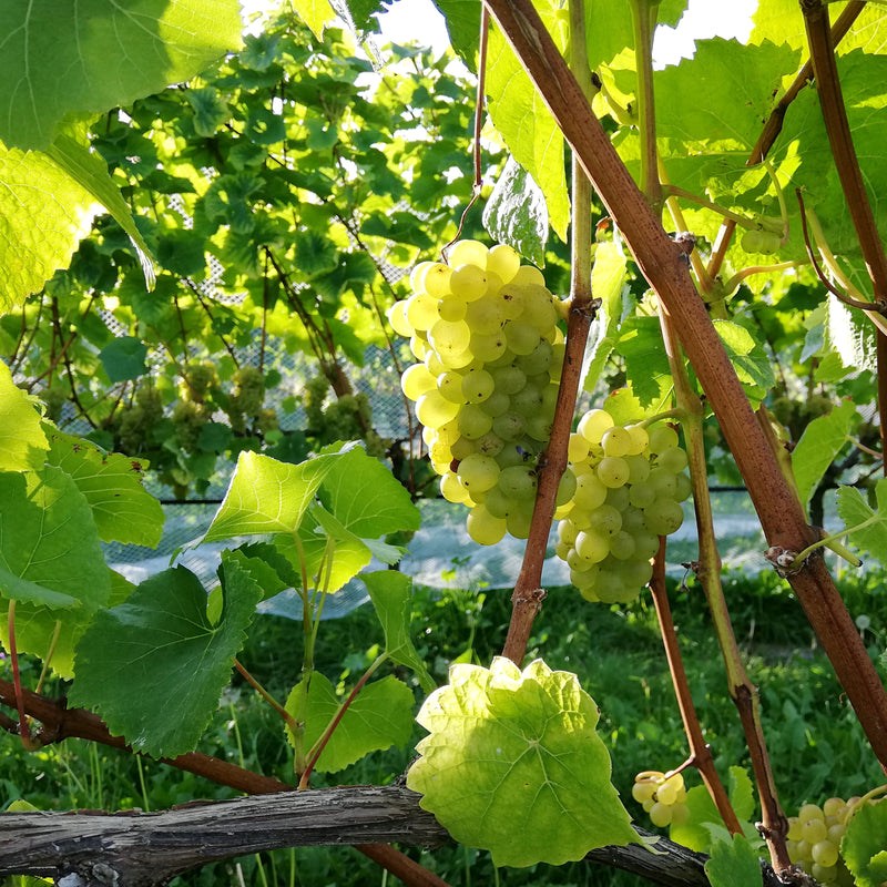  Two vibrant green bunches of Pinot Blanc just before harvest. Around the grapes there are some wooden canes and green leaves.  In the background green grass and the next row of vines can be seen with white bird netting draped over it.
