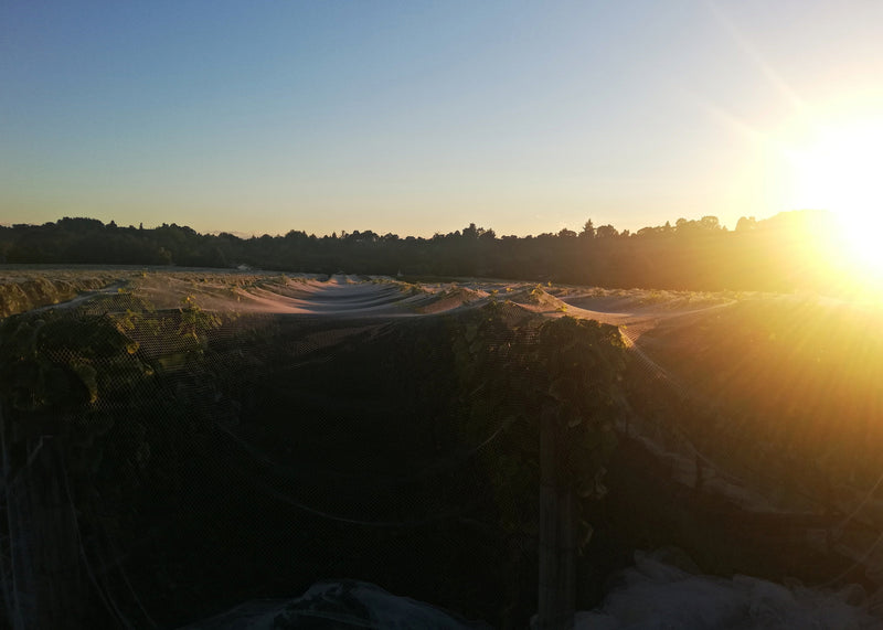 Sunrise over Blackenbrook Vineyard.  The vines are covered in white bird-netting.  The orange morning light reflects of the netting, giving the image a dreamy feel.