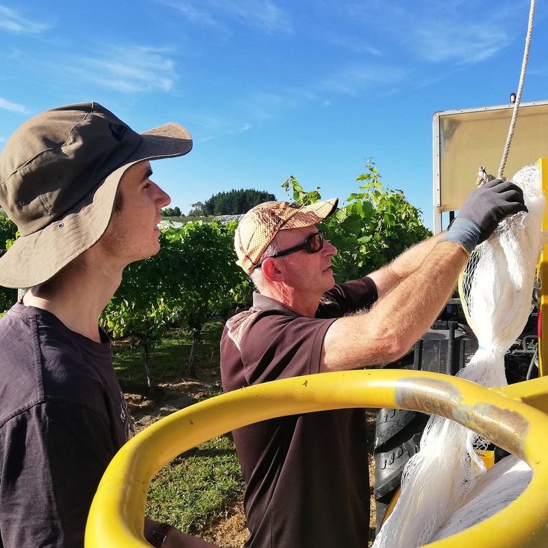 Owner Daniel Schwarzenbach and son Thomas are working on the yellow net application machine.  The weather is brilliant and in the background you can see the vibrant green vineyard. 