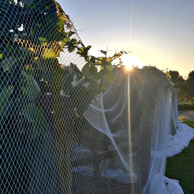 White bird nets draped over the vineyard at sunrise. 