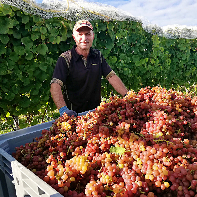 Daniel Schwarzenbach standing behind a bin full of pink Gewurztraminer grapes. In the background you can see a row of green vines with bird-netting draped over the top. 