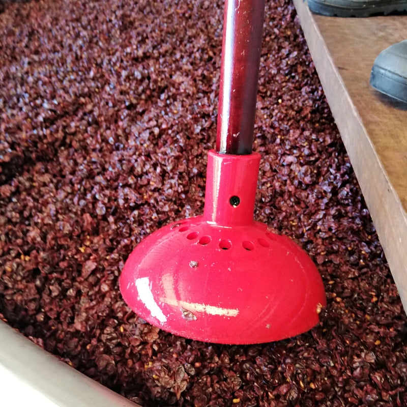 A bright red plunger-tool just about to be pushed into an open fermenter full of dark Pinot Noir grapes.