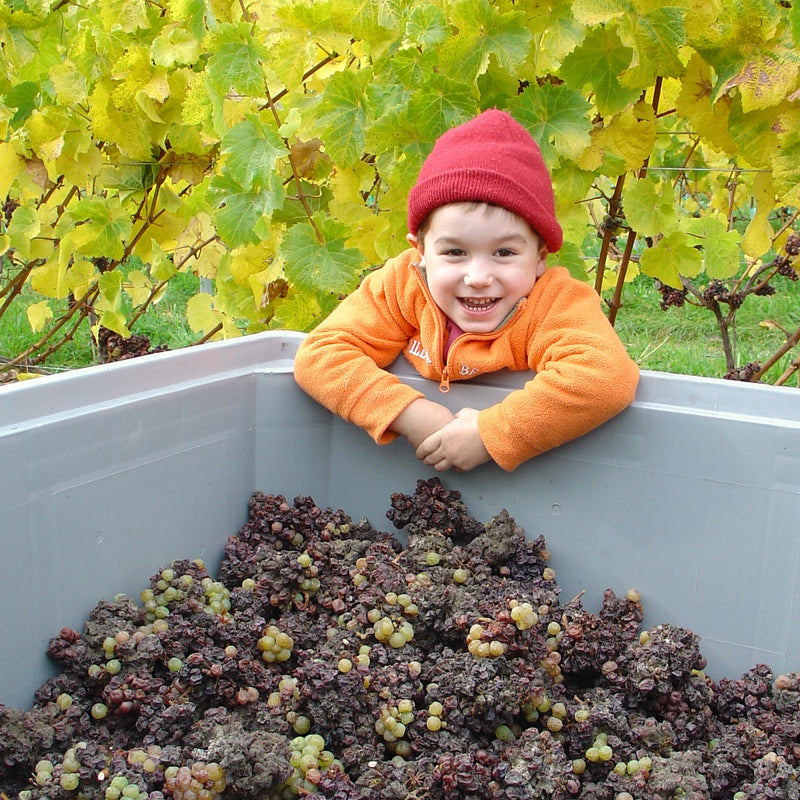 3 year old Thomas Schwarzenbach leaning over a grey bin full of botrytised Riesling grapes.  He is wearing a bright orange jersey and a red woollen hat.  In the background we see the yellow canopy of the Riesling vineyard. 