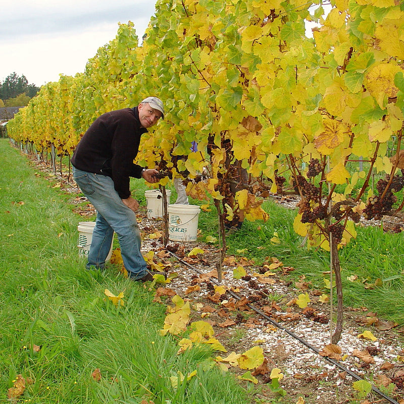 Owner Daniel Schwarzenbach is picking botrytised Riesling during harvest 2008.  The riesling bunches are brown and the leaves of the vines bright yellow.  There are 3 white picking buckets on the ground and the grass is luscious green. 