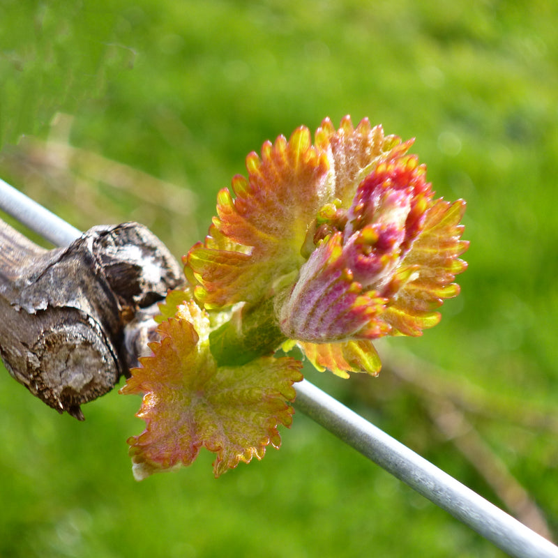 A young Gewurztraminer shoot bursting from a bud on a wooden cane in spring.  The leaves are bright orange and pinkish.  Behind the young shoot there is the galvanised fruiting wire and green grass. 
