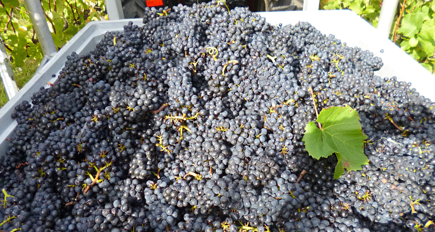 A grey picking bin full of beautifully ripe Pinot Noir grapes.  A green grape leave is sitting on top of the grapes.  In the background we see the yellow leaves of the grapevines. 