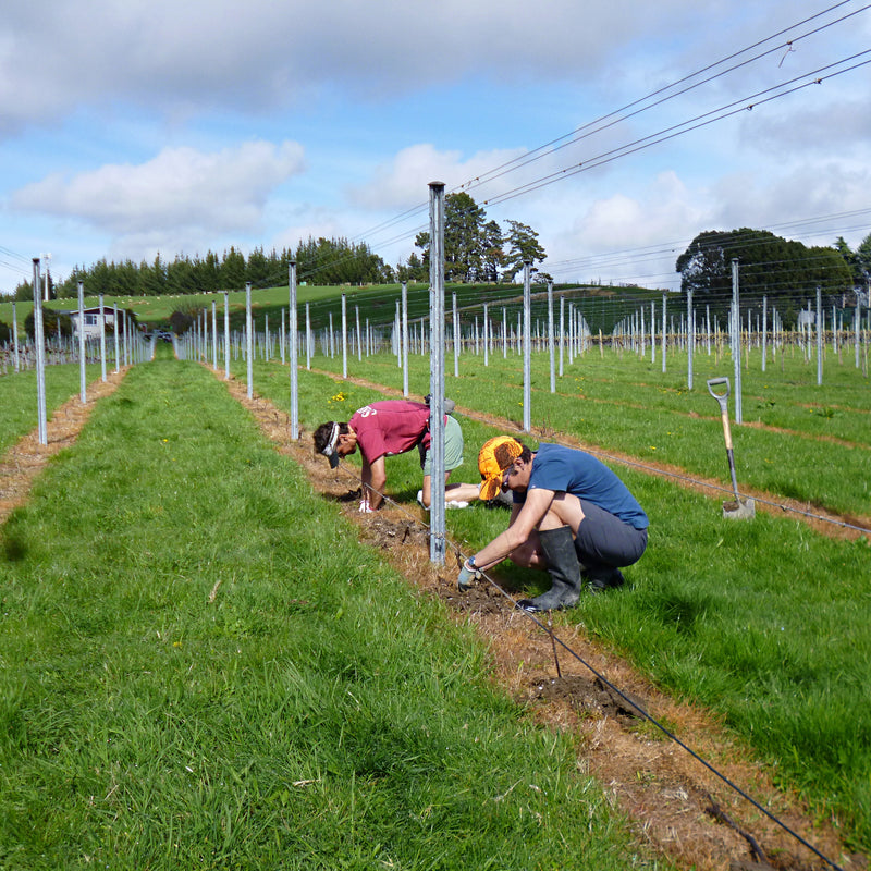 Owner Ursula Schwarzenbach and a vineyard employee planting young vines.  Long lines of metal posts are visible, contrasting with the vibrant green grass between the rows. 